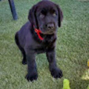 Meet your Posher, K-1 performance